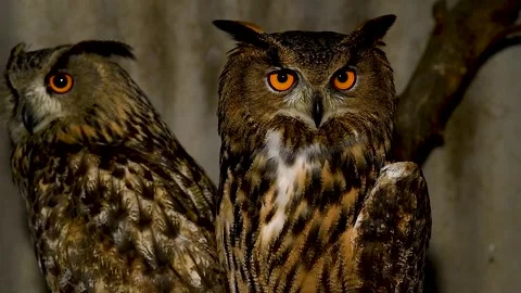 Portrait of an Eagle owl sitting in an aviary. Stock Footage 320997436