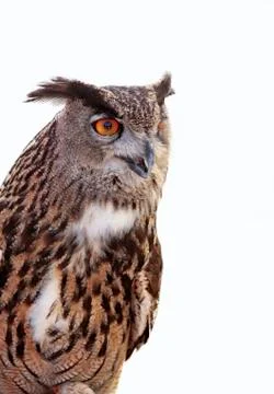 Portrait of an eagle owl on white background Stock Photos