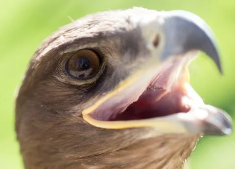 Portrait of an eagle in a park Stock Photos