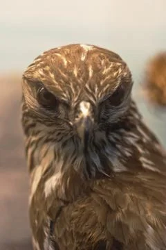 Portrait eagle Stock Photos