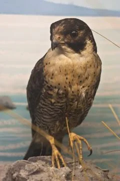 Portrait of an  eagle Stock Photos