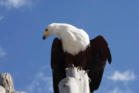 Portrait of an Eagle Stock Photos