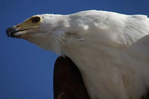 Portrait of an Eagle Foto stock