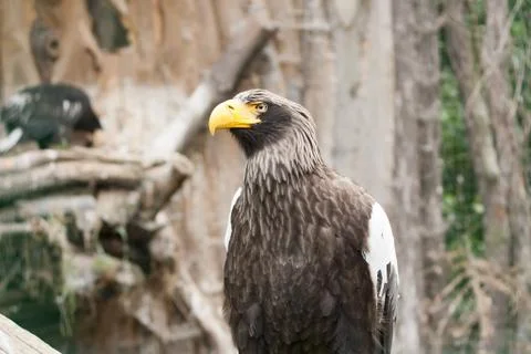 Portrait of the Eagle Stock Photos