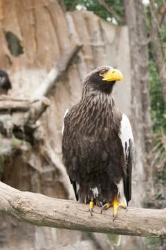 Portrait of the Eagle Stock Photos