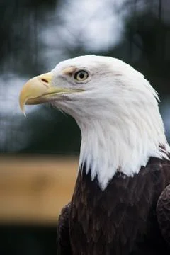 A portrait of an eagle Stock Photos