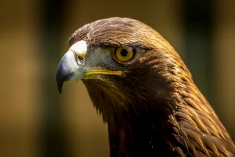 Portrait of an eagle Stock Photos