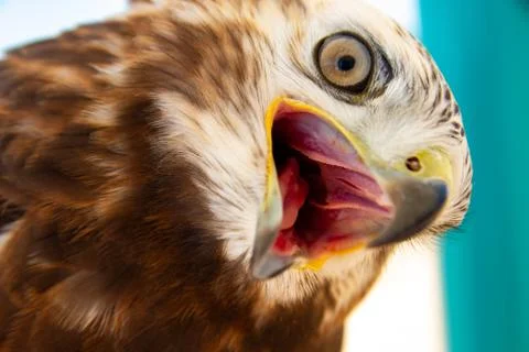 Portrait of an eagle Foto stock