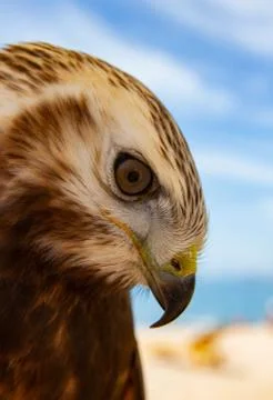Portrait of an eagle Stock Photos