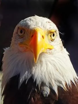Portrait of eagle Stock Photos