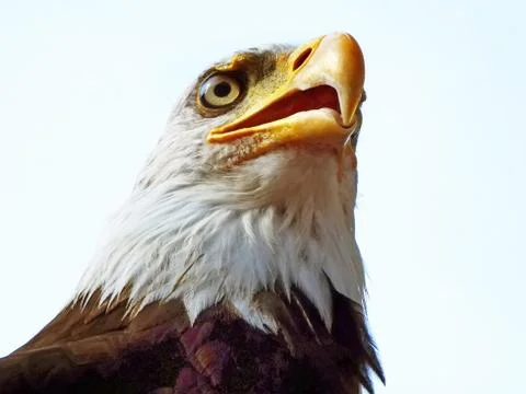 Portrait of eagle Stock Photos