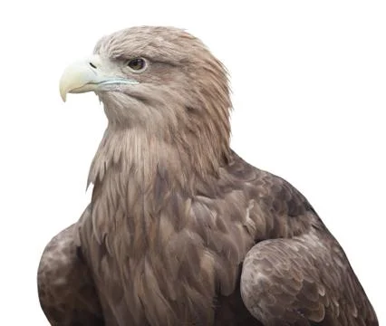 Portrait of an eagle Stock Photos