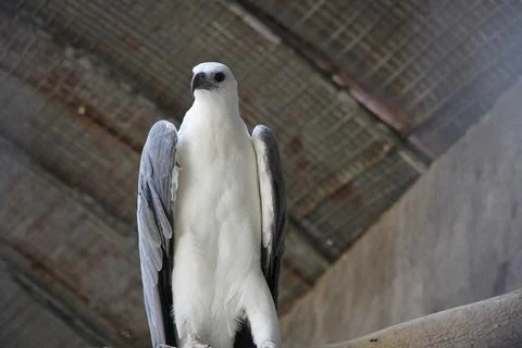 Portrait of an Eagle Stock Photos