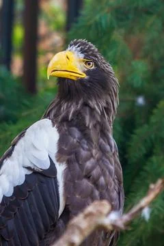Portrait of an eagle sitting on a branch. In the background is a green forest Stock Photos