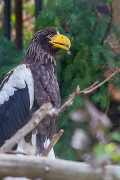Portrait of an eagle sitting on a branch. In the background is a green forest Stock Photos