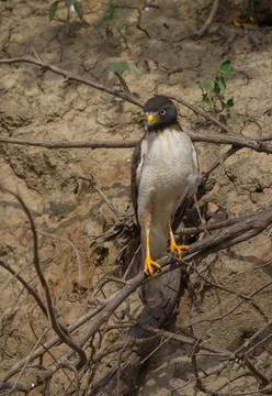 Portrait of eagle  sitting on mangrove branches looking at camera Stock Photos