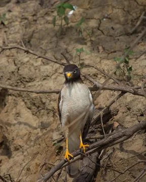 Portrait of eagle  sitting on mangrove branches looking directly at camera Stock Photos