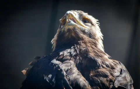Portrait of an eagle in the zoo Stock Photos