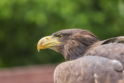 Portrait of an eagle's head. The view of the head is from the side. The eagle Stock Photos