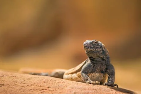 Portrait of eastern collared lizard Foto stock
