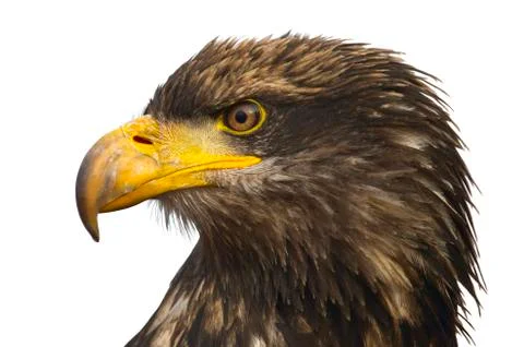 Portrait of the eastern eagle Stock Photos