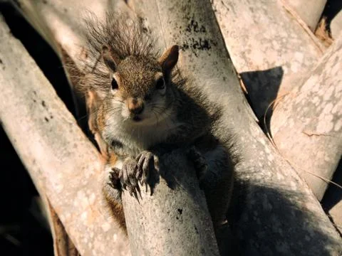 Portrait of an Eastern Grey Squirrel Stock Photos