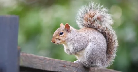 Portrait of Eastern grey squirrel standing on garden fence Stock Footage 333135554