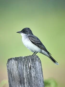 Portrait of eastern kingbird on a post. Stock Photos
