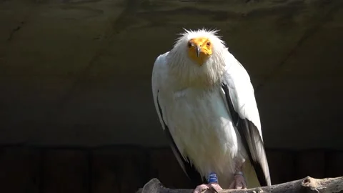 Portrait egyption vulture slow motion Vidéo 197373912
