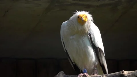 Portrait egyption vulture slow motion Vidéo 197373956
