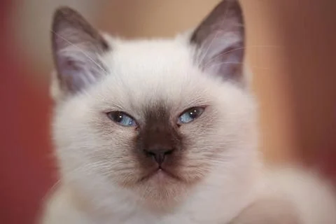  Portrait einer kleinen Britisch Langhaar Katze. Nahaufnahme eines Katzenb... Stock Photos
