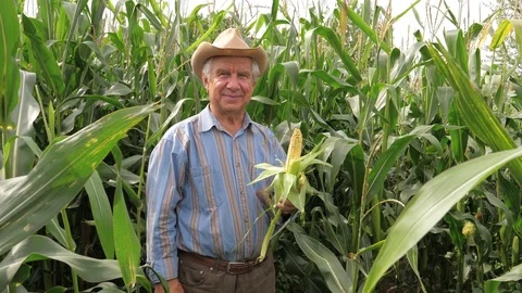 Portrait of an Elderly Farmer In A Hat Smile Holds Cob Corn Stock Footage 79787827