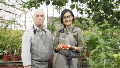 Portrait of an elderly man and a young woman gardeners holding ripe red tomatoes Stock Footage 122911593