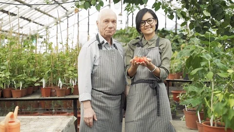 Portrait of an elderly man and a young woman gardeners holding ripe red tomatoes Stock Footage 126236045