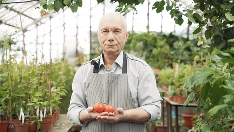 Portrait of an elderly man holding tomatoes in his hands in a greenhouse. Stock Footage 122910947