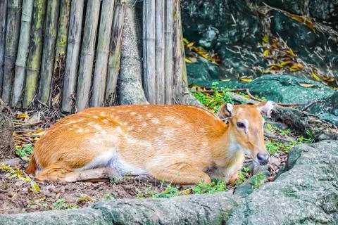 Portrait of  Eld's Deer lying on the ground at zoo thailand. Stock Photos
