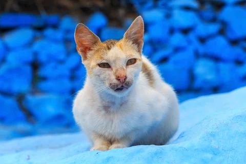Portrait of the elegant ginger cat in Morocco. Stock Photos