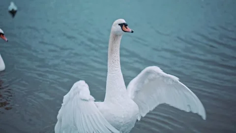 Portrait of elegant swan flapping his wings in the water. Graceful bird rotating Stock Footage 138257485