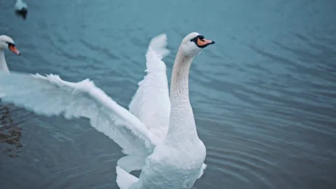 Portrait of elegant swan flapping his wings in the water. Graceful bird rotating Stock Footage 144224607