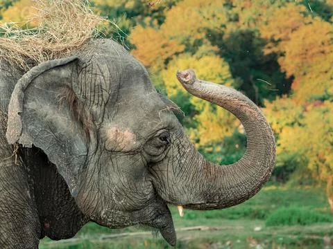 A portrait of an elephant amusingly throwing hay over its head with its trunk Stock Photos