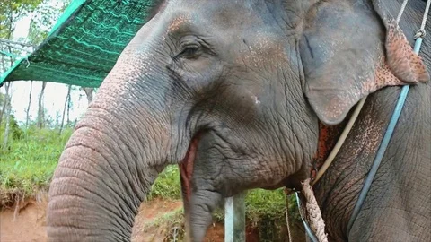 Portrait of an elephant eating Stock Footage 71270068