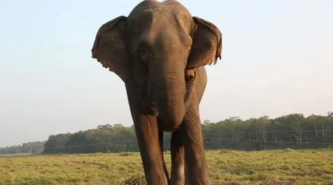 Portrait of an Elephant 스톡 동영상 49745925