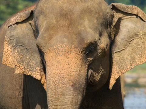 Portrait of elephant Stock Photos