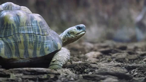 Portrait of the Elephant Turtle. Stock Footage 234504751