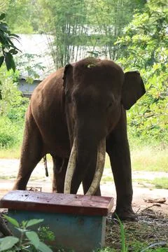 Portrait of an elephant walking alone while entertaining tourists. Stock Photos