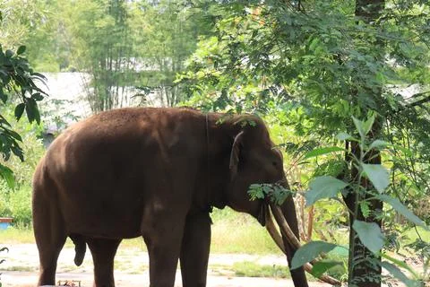 Portrait of an elephant walking alone while entertaining tourists. Stock Photos