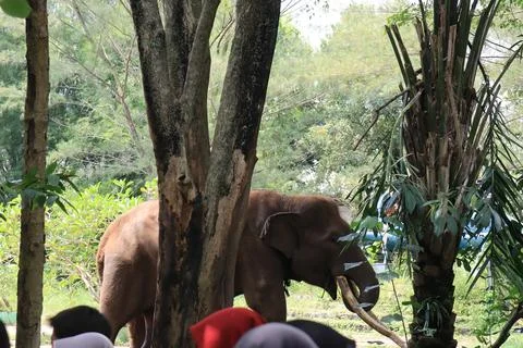 Portrait of an elephant walking alone while entertaining tourists. Stock Photos