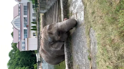 Portrait of Elephant in the Zoo Stock Footage 209169370
