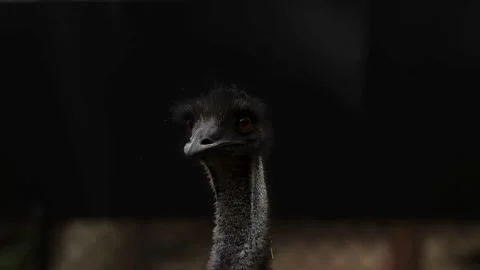 Portrait of an emu bird in the dark Stock Footage 339305732