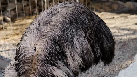 Portrait of an emu head and neck in natural light. Detailed view of feathers Stock Footage 327491871
